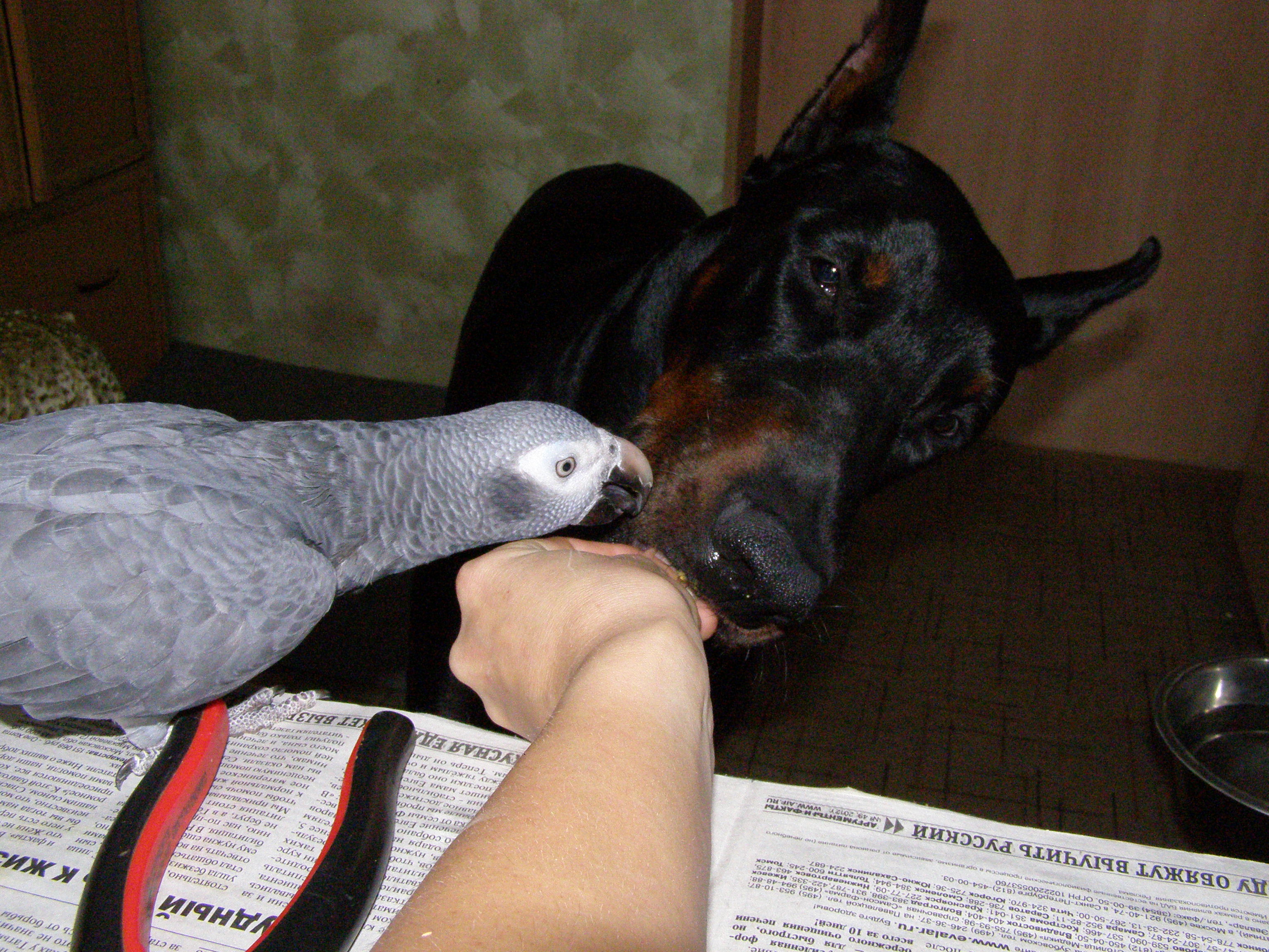 кир идик кушают