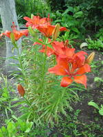 VFL.RU - ваш фотохостинг