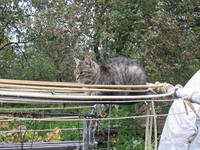 VFL.RU - ваш фотохостинг