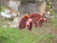 VFL.RU - ваш фотохостинг