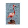 Flamingo (Animal Series) by Caitlin R. Kight 16