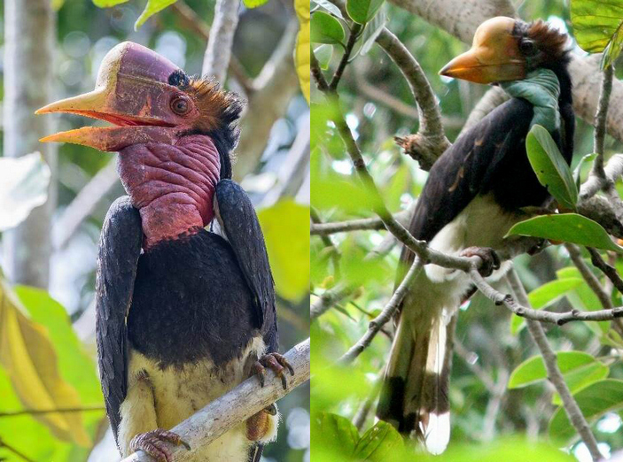picture of the day helmeted hornbill 2 703