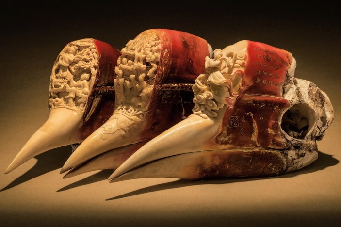 picture of the day helmeted hornbill 1 703