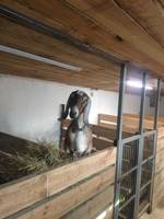 Козлятник 2