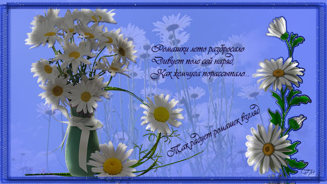 Ромашки лето разбросало