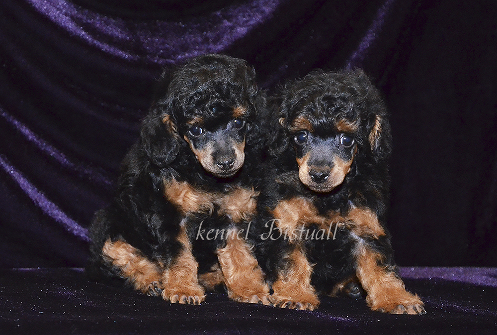 pupsiki5