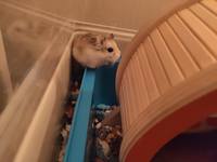 VFL.RU - ваш фотохостинг