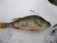 VFL.RU - ваш фотохостинг