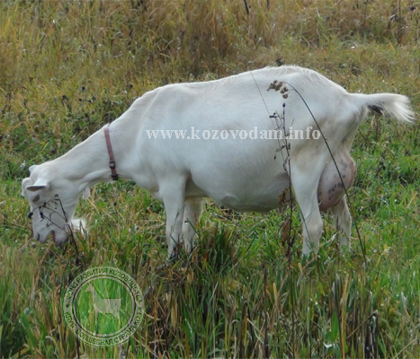 Амелия 1 Тереза