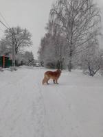 VFL.RU - ваш фотохостинг