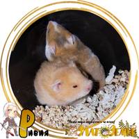 коровята 13 (9)