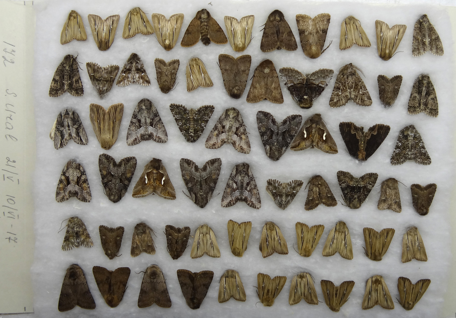 NOCTUIDAE South Ural 2011 - 2018 А1 172