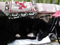 VFL.RU - ваш фотохостинг