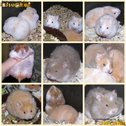 MyCollages