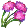 43U5o