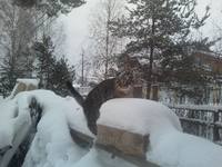 VFL.RU - ваш фотохостинг
