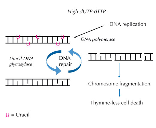 issue18uracil4 l