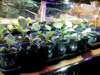 VFL.RU - ваш фотохостинг