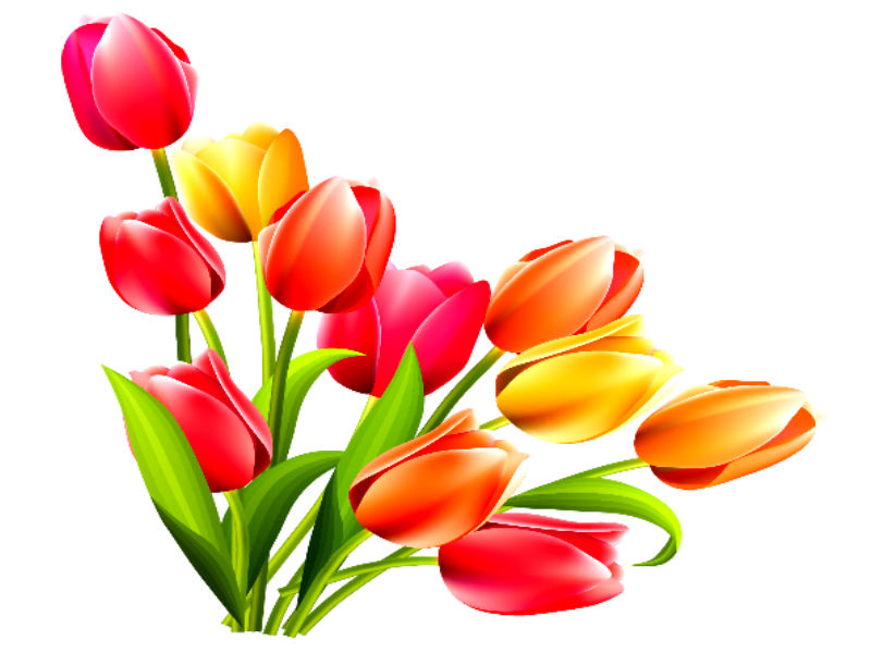 Тюльпаны для фотошопа на прозрачном