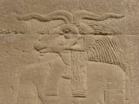 Ram God Khnum, Dendera Detail of the mammisi of Nectanebo II at Dendera. The Temple of Hathor at Dendera is one of Egypt's best preserved and most beautiful ancient shrines. This magnificent edifice dates to the Ptolemaic period, late in Egyptian history, though the site long had been the cult centre for the goddess Hathor for centuries before (the earliest extant remains date to c360BC but a temple is recorded here as far back as c2250BC). Most of the main building dates to the reigns of the last Cleopatras and further decoration and building work within the complex continued in the Roman period up to the reign of Trajan. The dominant structure in the complex is the Temple of Hathor, an enormous structure with a rectangular facade punctuated by the Hathor-headed columns of the hypostyle hall within. This hall is an architectural wonder, a masterpiece of ancient Egyptian design and decoration, which covers every surface and has been recently cleaned, revealing a superb astrological ceiling in all its original vibrant colours. Sadly there was much iconoclasm here during the early Christian period and most of the reliefs of the walls and pillars have been defaced. Worse still is the damage to the 24 Hathor-head capitals: not one of the nearly a hundred huge faces of the goddess that once smiled down on this hall has been left unblemished, most with their features cruelly chiselled away. The main temple building is otherwise structurally intact, and extends into further halls and chapels beyond, again with much relief decoration (much of which is again defaced). In one corner is an entrance to a crypt below, an unusual feature in Egyptian temple architecture consisting of several narrow passages adorned with carved relief decoration in good condition. There are further sanctuaries and chapels above on the roof of the temple, accessed by a decorated staircase and including the room where the famous Dendera Zodiac was formerly located (today its place in the ceiling taken by a cast of the original, now displayed in Paris). The highest part of the roof complex is no longer accessible to tourists, but I can still recall making the ascent there on our first visit in 1992. Several other buildings surround the main temple, the most impressive of which is the mammisi or 'birth-house'. This consists of a large rectangluar hall surrounded by a colonnade near the entrance to the site and has some well preserved relief decoration on its exterior. Most of this structure dates to the Roman period, but the ruins of its predecessor built under Nectanebo II (Egypt's last native pharoah) stand nearby. Dendera temple is one of the most rewarding in Egypt and shouldn't be missed. It is one of the most complete and evocative ancient monuments in the country and its recent restoration has revealed a surprisingly extensive amount of colour surviving within (we were amazed by the dramatic contrast with the soot-blackened ceiling we'd beheld on our previous visit in the 1990s). Despite its relative youth (in Egyptian terms at least!) it is easily one of my favourite sites in Egypt. en.wikipedia.org/wiki/Dendera_Temple_complex