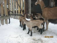 VFL.RU - ваш фотохостинг