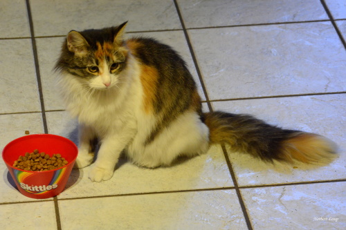 Lissy-Mascha (1)