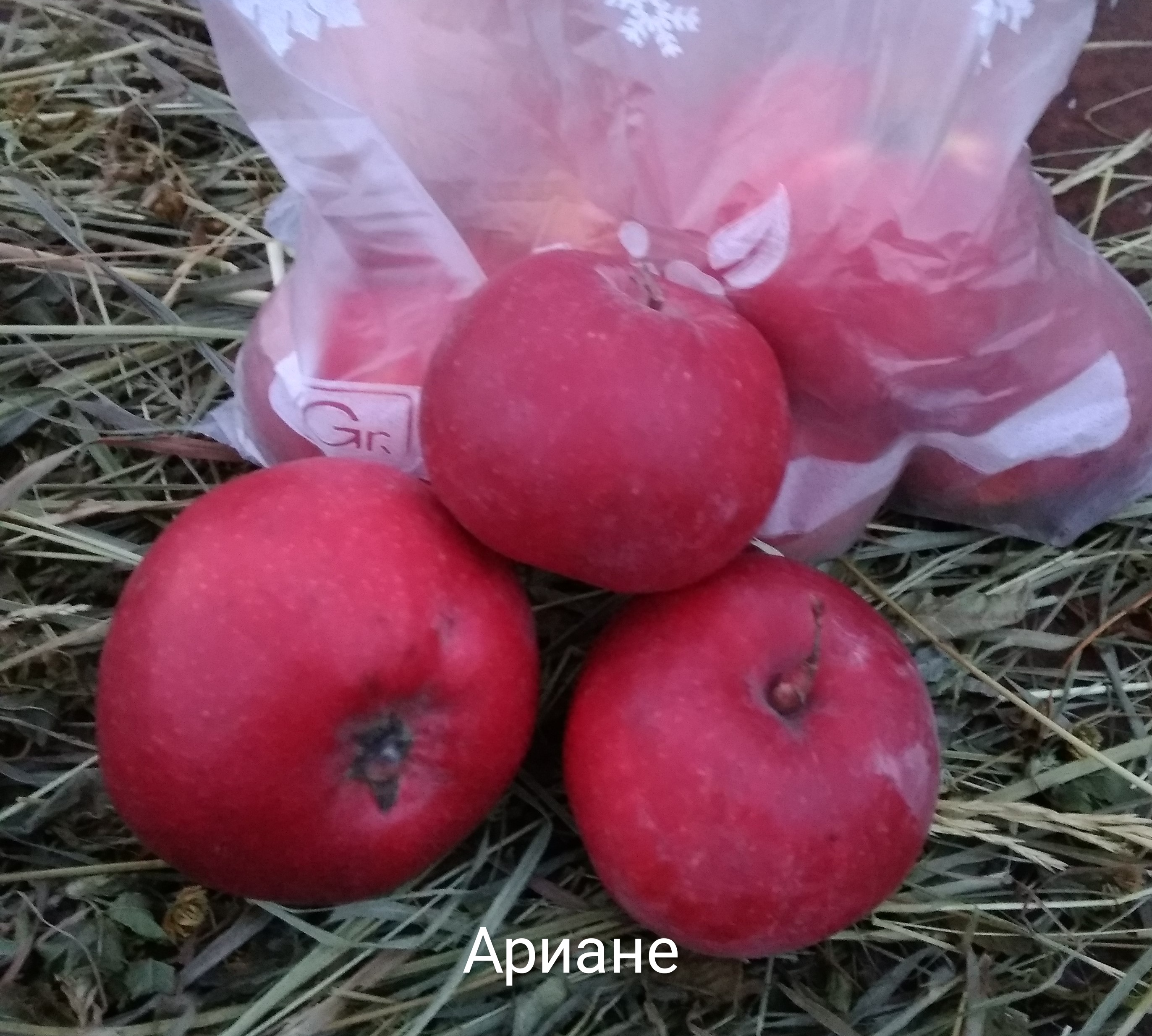 Академик Казакова сорт яблок