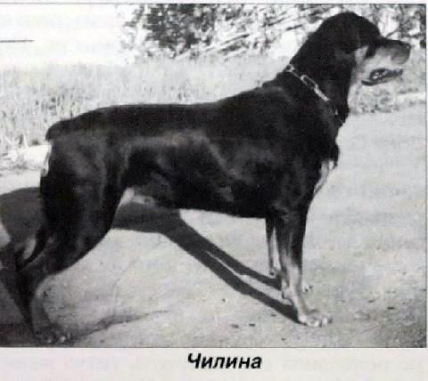 ЧИЛИНА