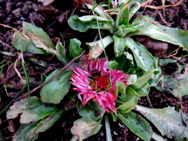 VFL.RU - ваш фотохостинг