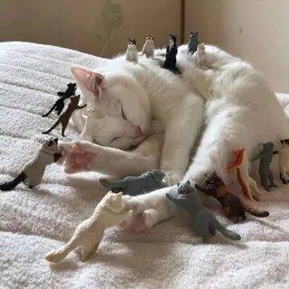 ÐовоÑÑи ÐеÑеÑбÑÑга ÐовоÑÑи ÐеÑеÑбÑÑга