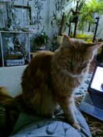 VFL.RU - ваш фотохостинг