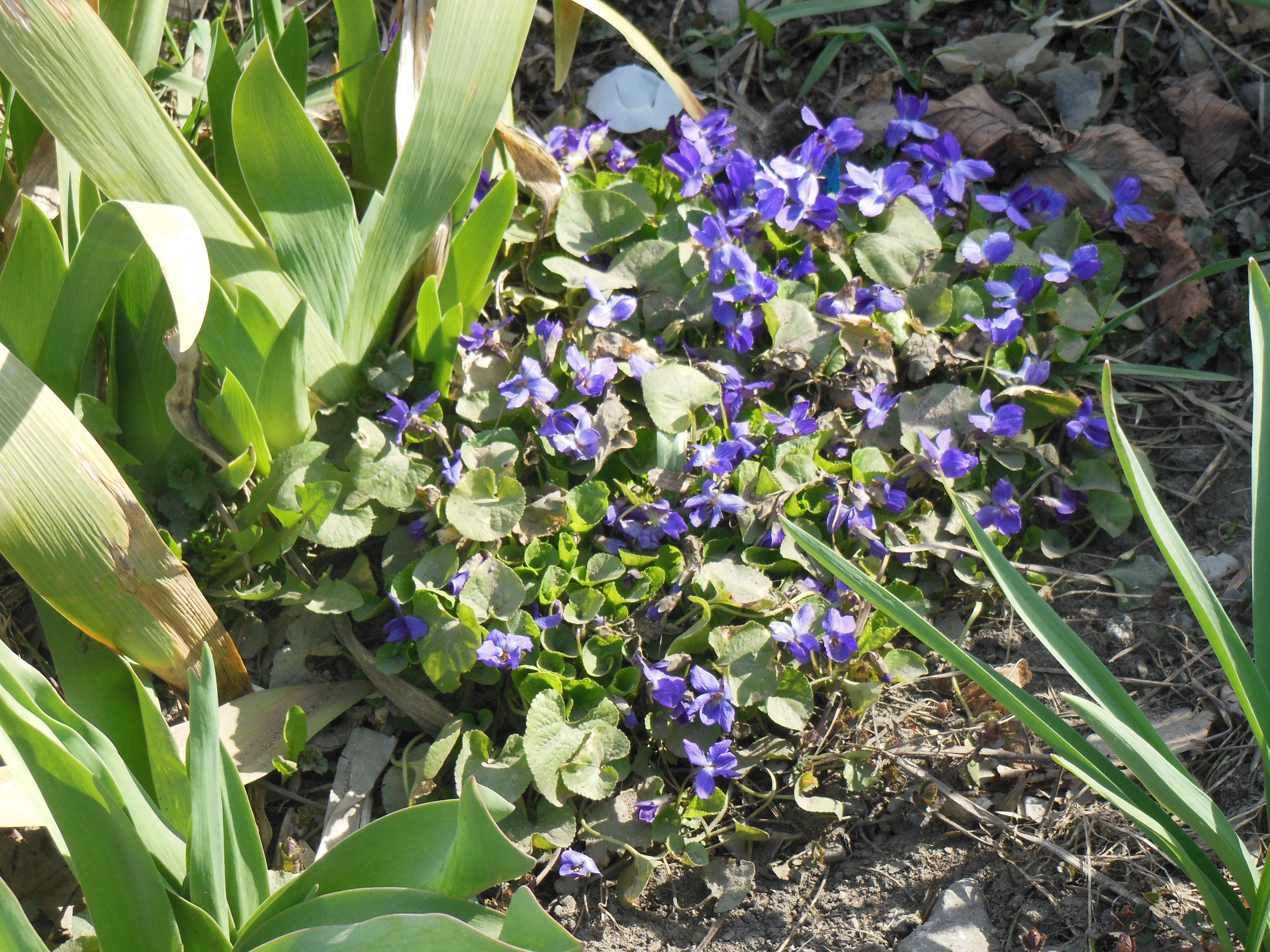 Раняя весна 09.04.2020 004