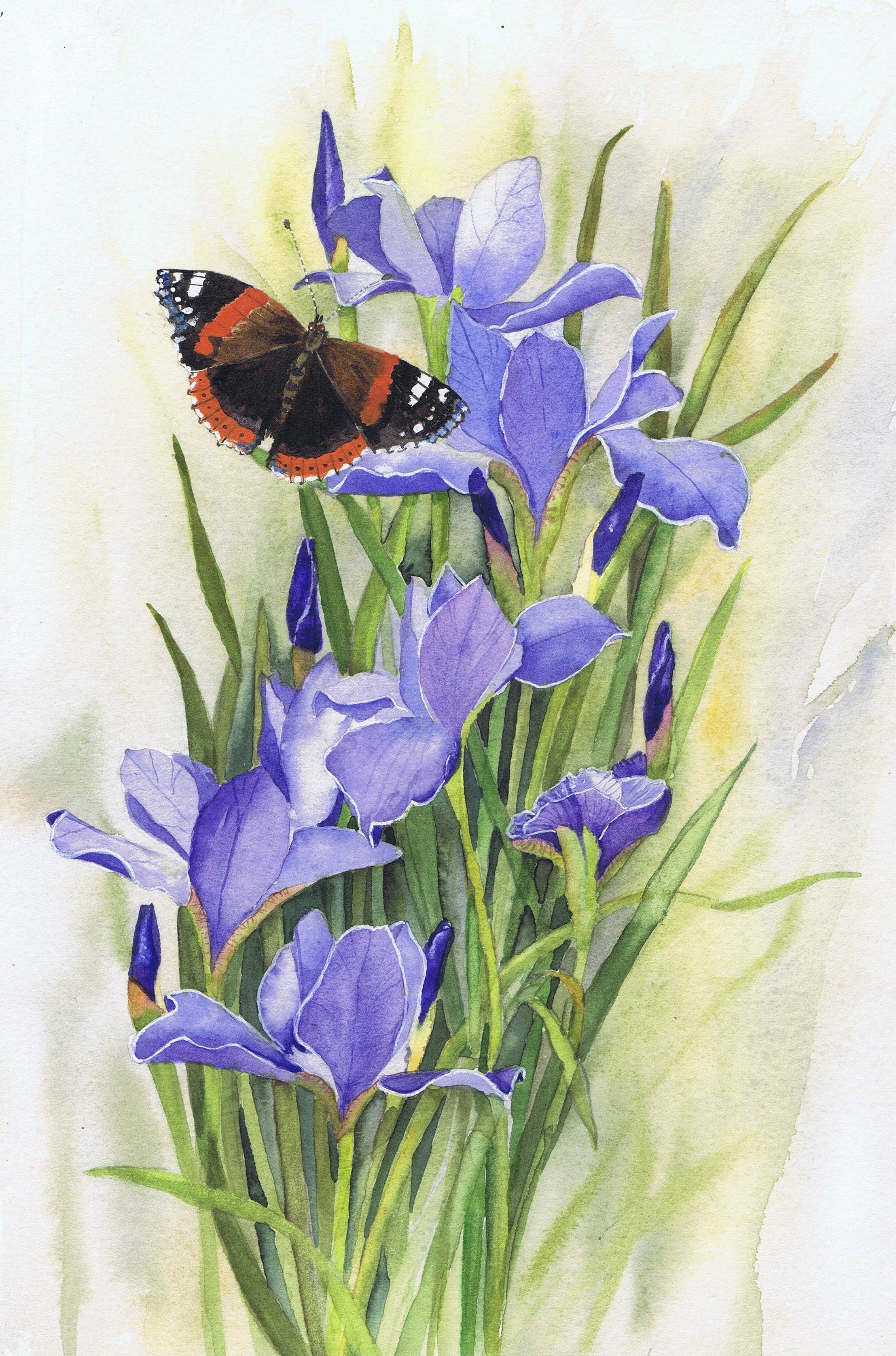Картина Ирис с бабочкой