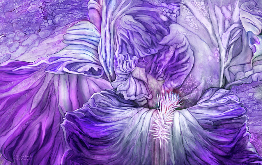 wild-iris-purple-carol-cavalaris