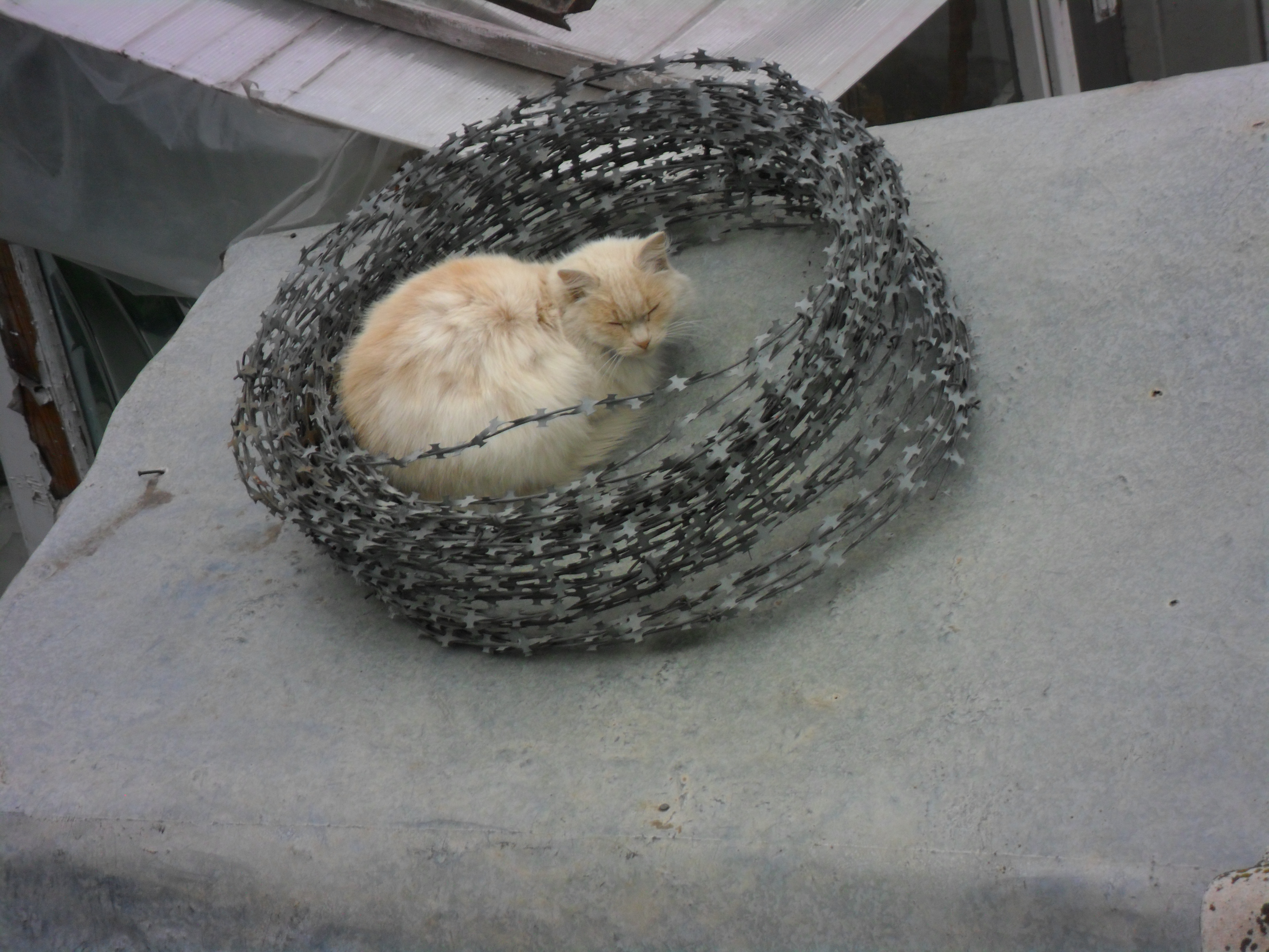 гнездо2