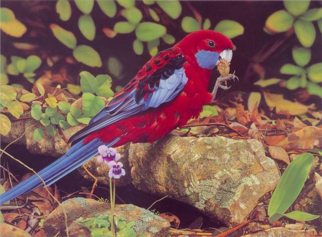 oz-agls003-ego-guiotto-crimson-rosella-painting-artfond