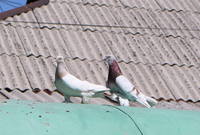 голуби кз