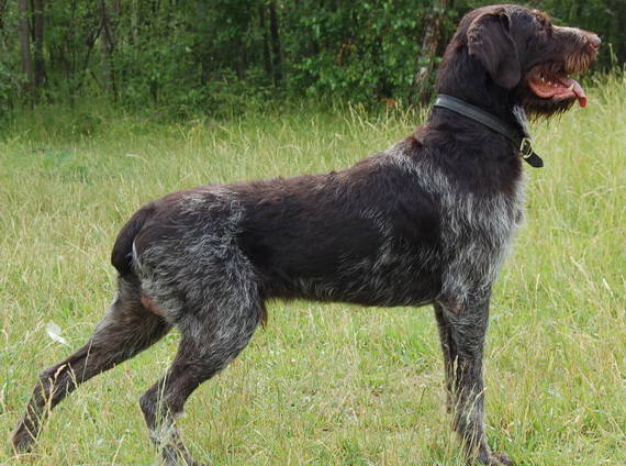 Купить Дратхаара Для Охоты На Авито