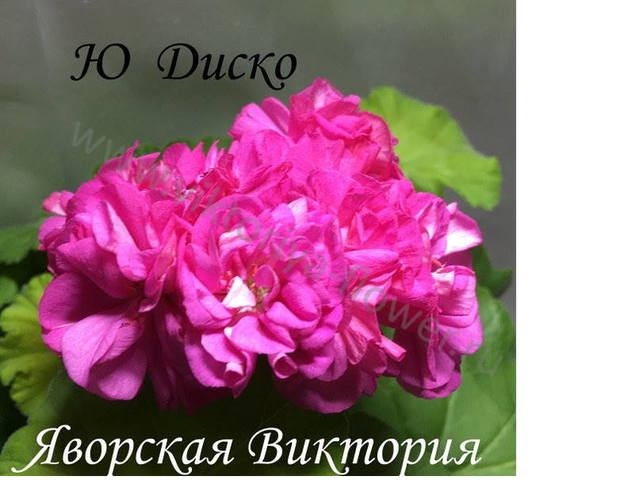 Пеларгония Ю Диско Фото