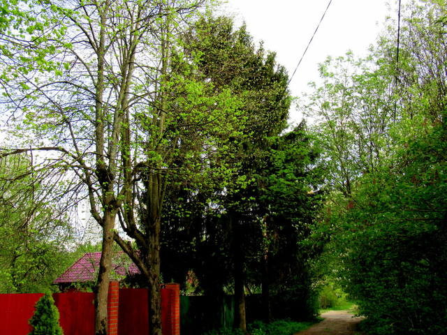 VFL.RU - ваш фотохостинг