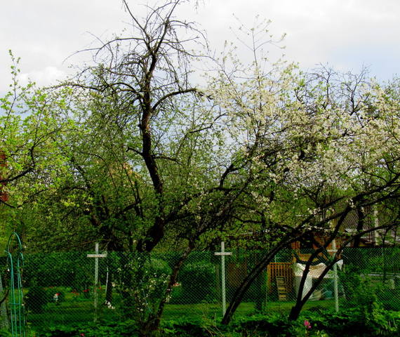 VFL.RU - ваш фотохостинг