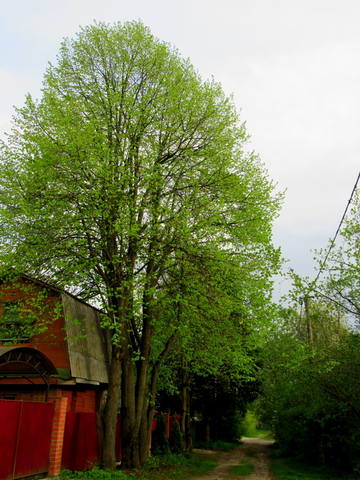 VFL.RU - ваш фотохостинг