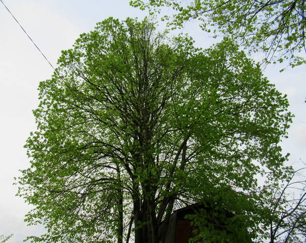 VFL.RU - ваш фотохостинг