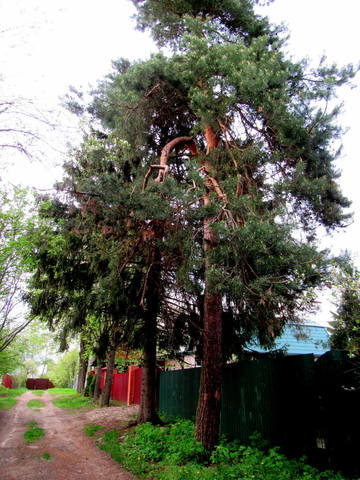 VFL.RU - ваш фотохостинг