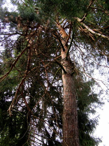 VFL.RU - ваш фотохостинг