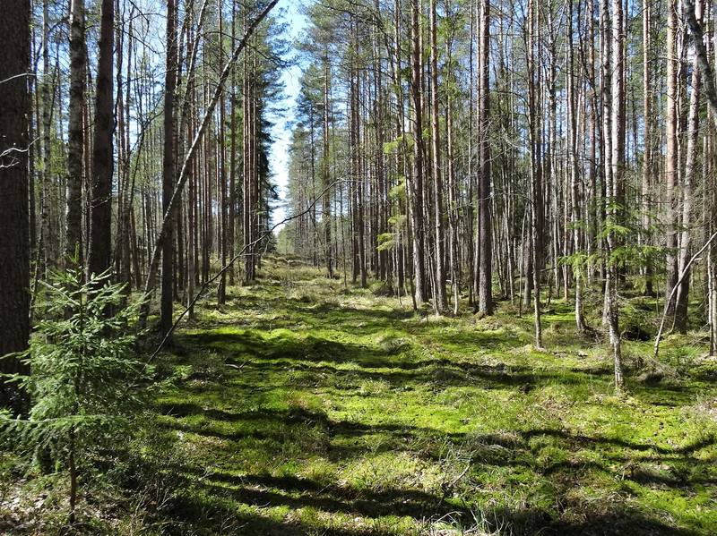 Фото леса весной реальное фото