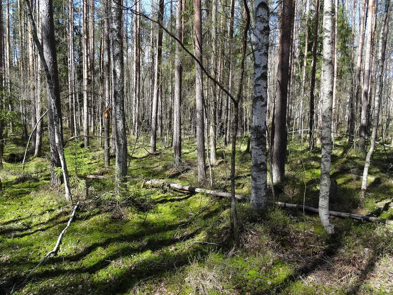 Лес 9. Красногорский лес. Северный весенний лес. Весенний лес аким. Весенний лес МС мох.