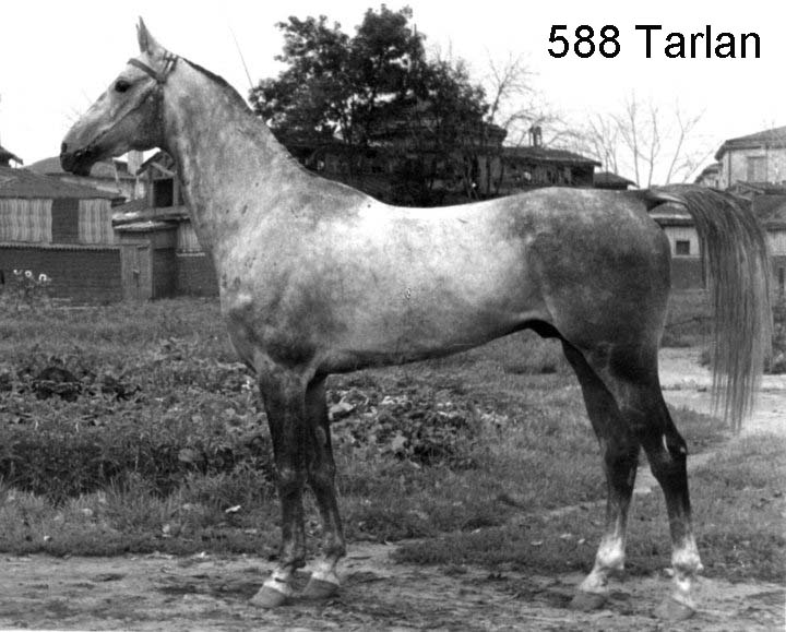 2тарлан 1937