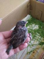 VFL.RU - ваш фотохостинг