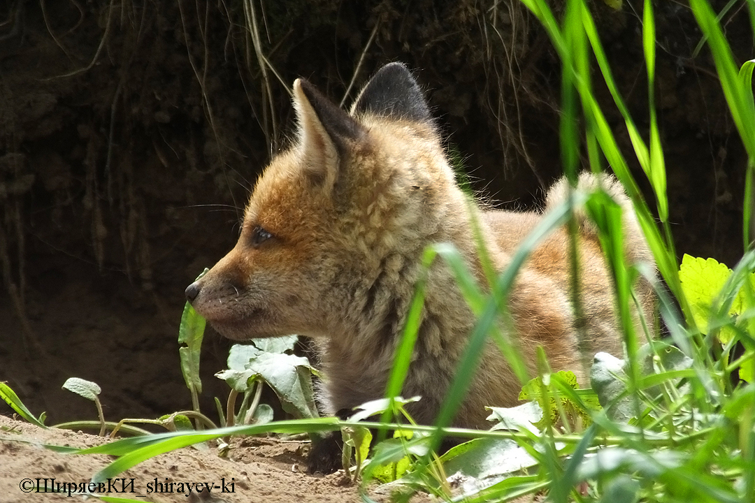 лиса обыкновенная